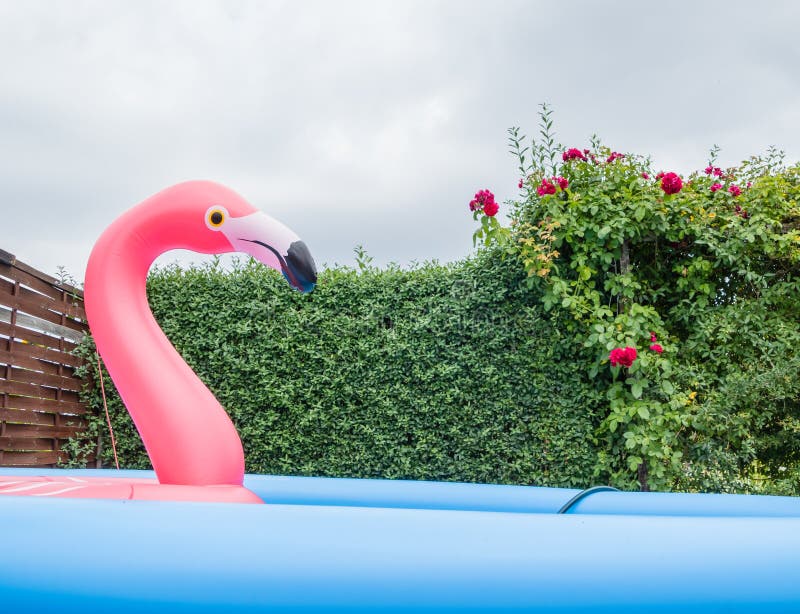 Giardino gigante dello stagno del fenicottero immagine stock libera da diritti Giardino gigante dello stagno del fenicottero immagine stock libera da diritti