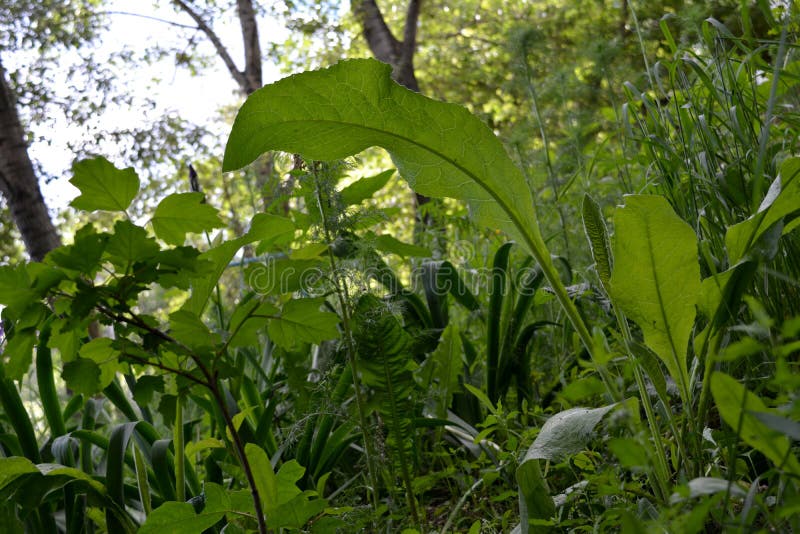 Giardino naturale Pianta del cortile urbano con le piante senza pretese come esempio del giardinaggio del guerrigliero fotografia stock Giardino naturale Pianta del cortile urbano con le piante senza pretese come esempio del giardinaggio del guerrigliero fotografia stock