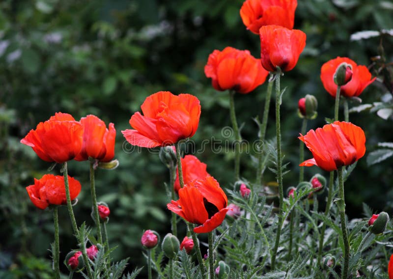 Giardino rosso dei papaveri immagini stock libere da diritti Giardino rosso dei papaveri immagini stock libere da diritti