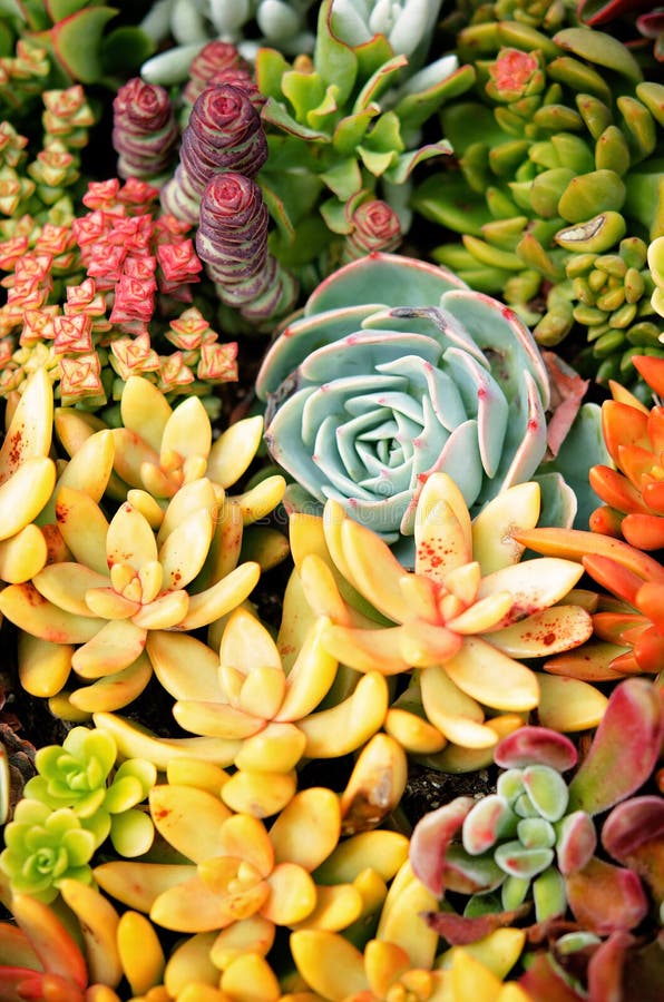Giardino succulente minuscolo fotografia stock libera da diritti Giardino succulente minuscolo fotografia stock libera da diritti