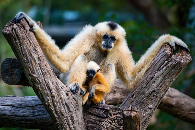 19,594 Fotos de Stock de Macaco Branco Da Cara - Fotos de Stock Gratuitas e  Sem Fidelização a partir da Dreamstime