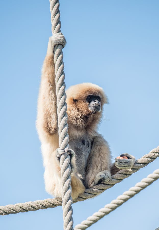 46,202 Fotos de Stock de Macaco De Balanço - Fotos de Stock Gratuitas e Sem  Fidelização a partir da Dreamstime - Página 12