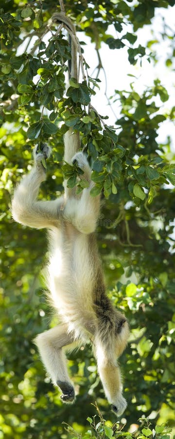 Wild Monkey On Top Of A Tree, Holding On The Tiny Branches