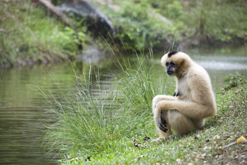 Un Gibbone Adulto Del Lar Sta Sedendosi Sull'alta Piattaforma E Tiene