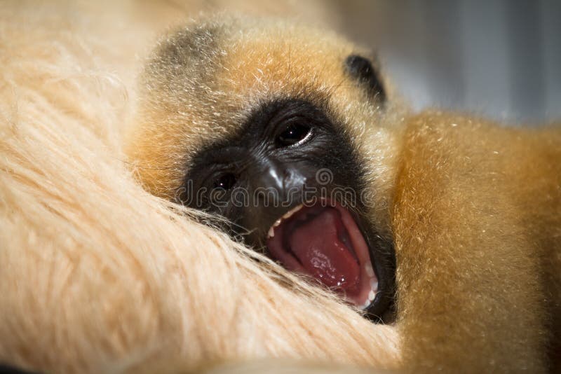 Gibbon baby stock photo