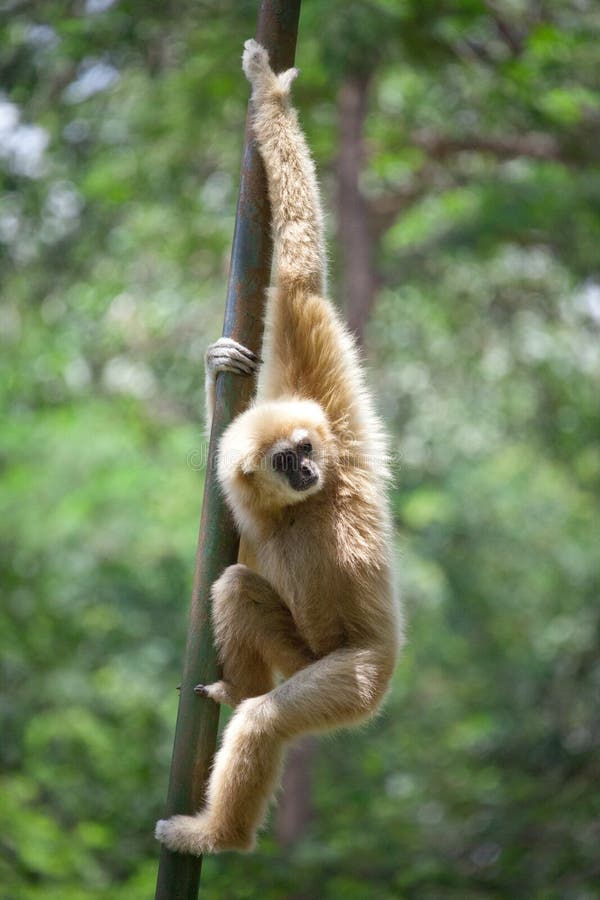 Mono joven del gibón imagen de archivo. Imagen de madera 32792113