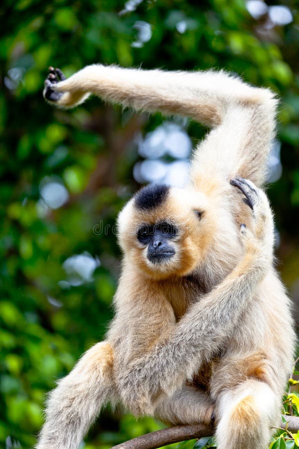 Precious specimen of Gibbon of golden cheeks. Precious specimen of Gibbon of golden cheeks