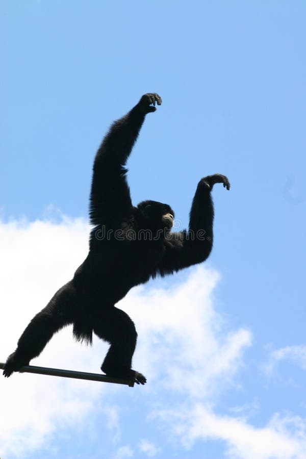 Gibbon de Siamang