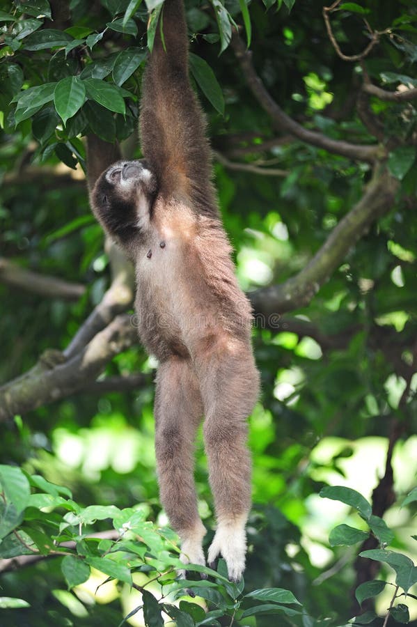 Gibbon or lesser apes stock image. Image of family, chordata 7660485