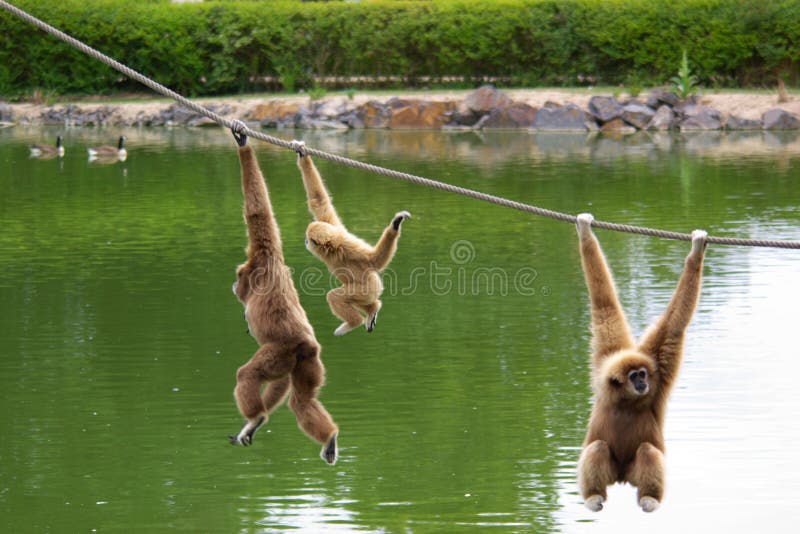 Gibbon monkeys