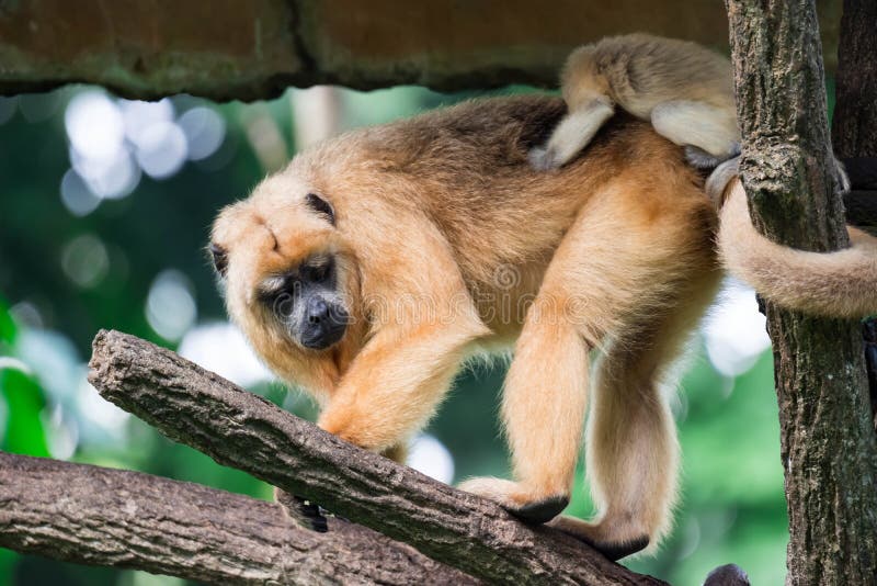 Gibony małpują Hylobatidae lub małpują podczas gdy niosący opiekę i brać fotografia royalty free Gibony małpują Hylobatidae lub małpują podczas gdy niosący opiekę i brać fotografia royalty free