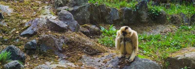 Gibão cheeked amarelo fêmea que senta-se em uma rocha, macaco que pensa, specie animal posto em perigo de Ásia foto de stock royalty free Gibão cheeked amarelo fêmea que senta-se em uma rocha, macaco que pensa, specie animal posto em perigo de Ásia foto de stock royalty free