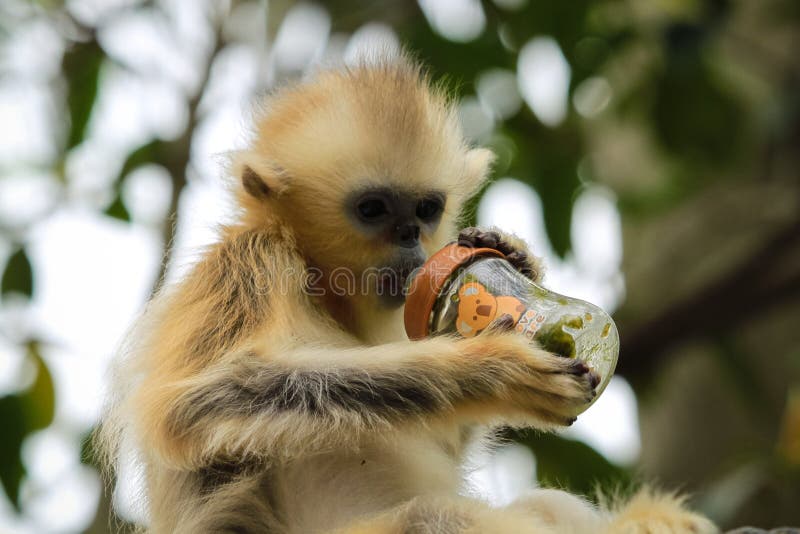 A baby white cheeked gibbon drinking from a nursing bottle. A baby white cheeked gibbon drinking from a nursing bottle