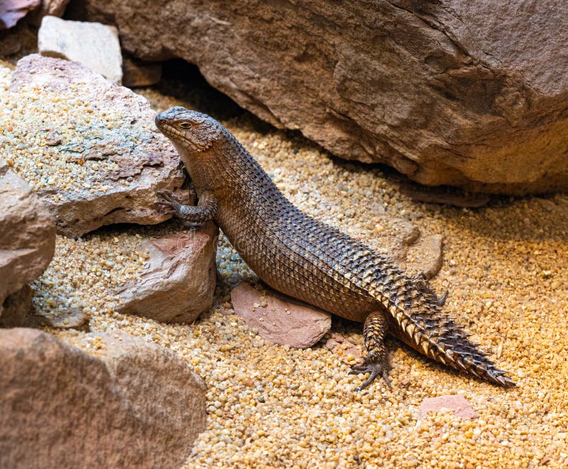 Gidgee Skink  very rare, threatened species. Habitat Central Australia