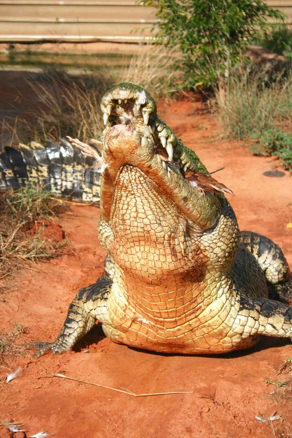Krokodil-anziehende Fische Stockbild. Bild Von Tdlich - 10723575