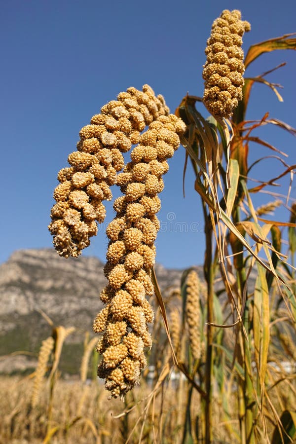 The close-up of mature millet. The close-up of mature millet