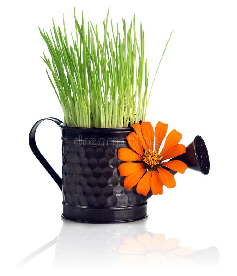 Gieter met gras en bloem royalty-vrije stock foto's