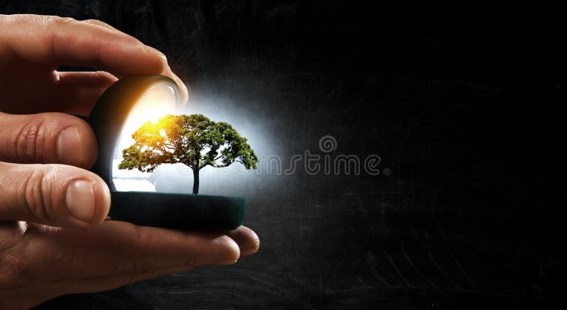 Gift box with green tree royalty free stock photography