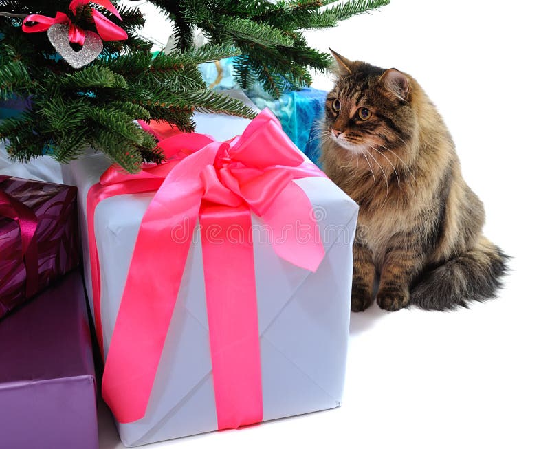 Gift boxes and cat stock image. Image of giftwrap, gold 47604065
