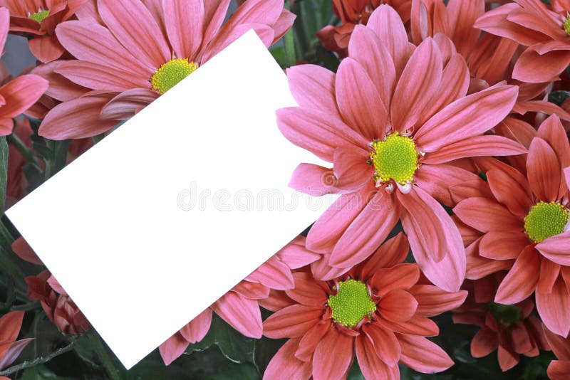 Gift card and flowers stock photo. Image of flower, petal 2091532