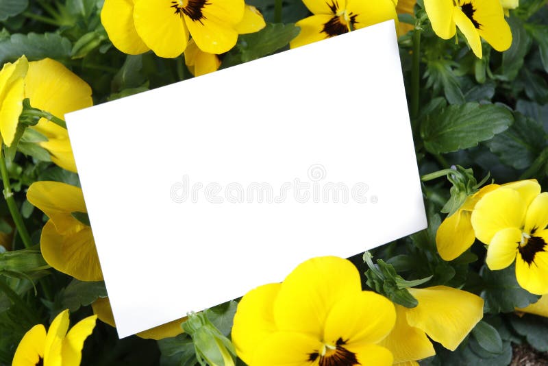 Gift card and flowers stock photo. Image of flower, petal 2091532