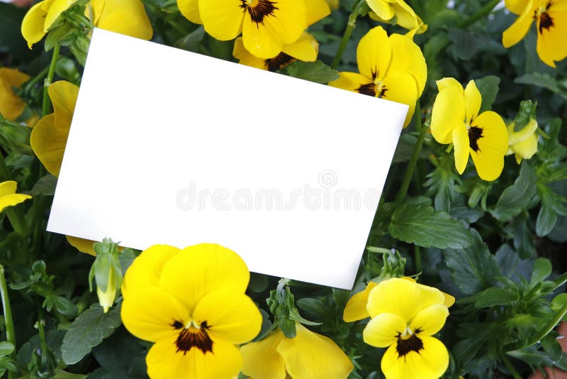 Gift card and flowers stock photo. Image of flower, petal 2091532