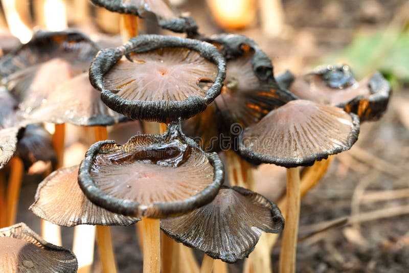 Giftige cetratum van paddestoelenentoloma royalty-vrije stock fotografie Giftige cetratum van paddestoelenentoloma royalty-vrije stock fotografie