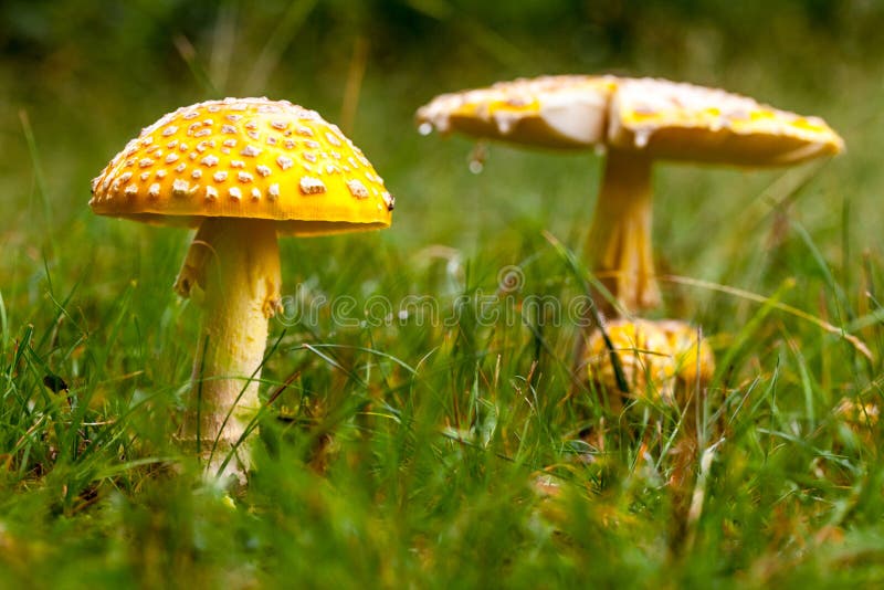 Poisonous Yellow Mushroom Details in Nature Growing on Grass. Poisonous Yellow Mushroom Details in Nature Growing on Grass