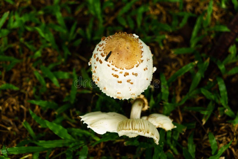 Giftige paddestoelen die onder de bomen in de tuin groeien royalty-vrije stock afbeelding Giftige paddestoelen die onder de bomen in de tuin groeien royalty-vrije stock afbeelding