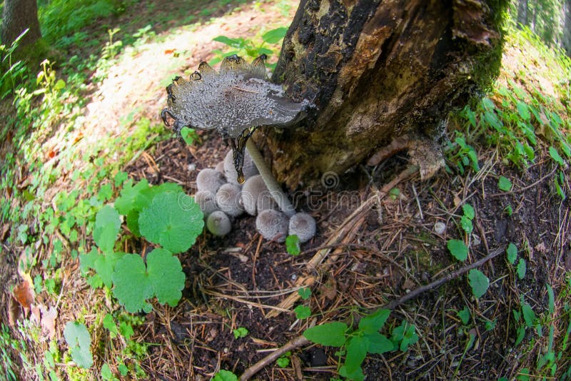 Giftige paddestoelpaddestoelen onder een boom in het bos royalty-vrije stock afbeeldingen Giftige paddestoelpaddestoelen onder een boom in het bos royalty-vrije stock afbeeldingen