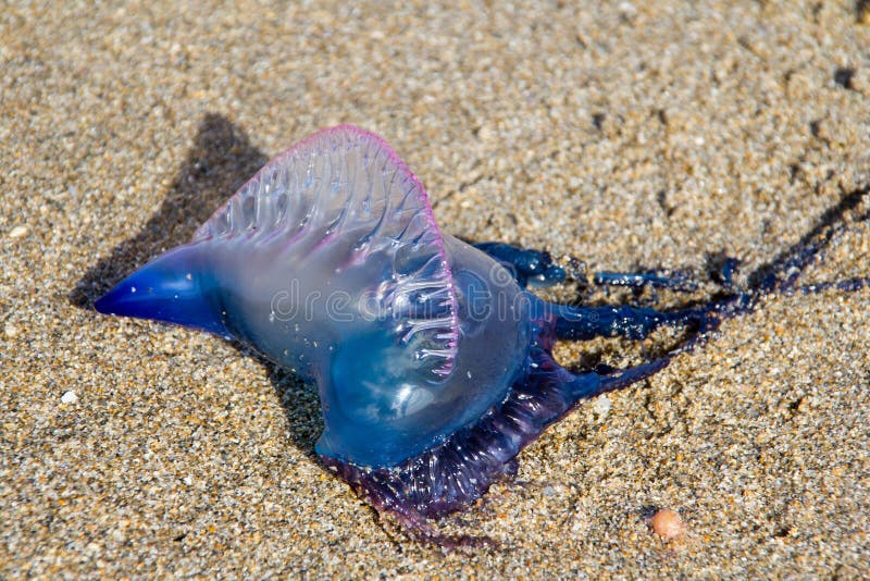 Giftige Quallen Der Portugiesischen Galeere Auf Sand Stockbild - Bild ...