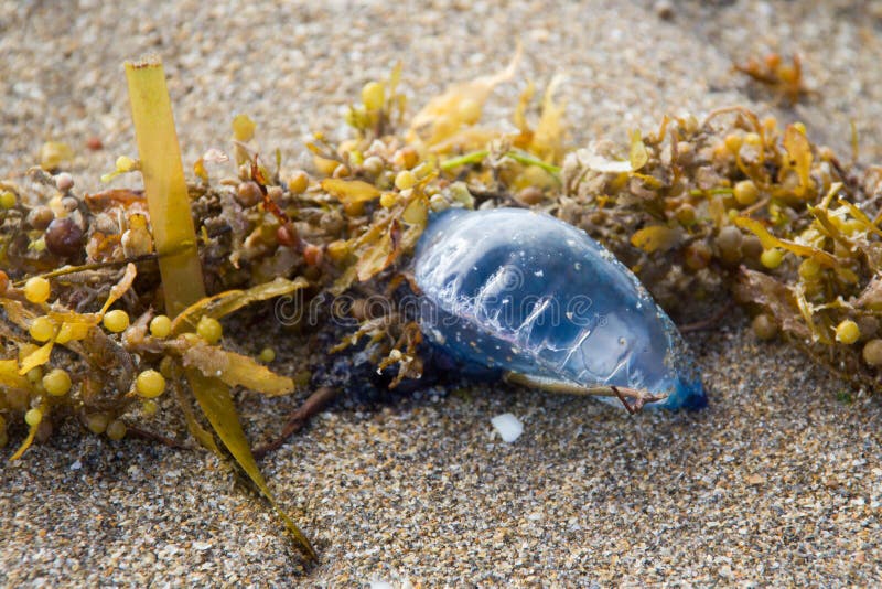 Giftige Quallen Der Portugiesischen Galeere Auf Sand Stockbild - Bild ...