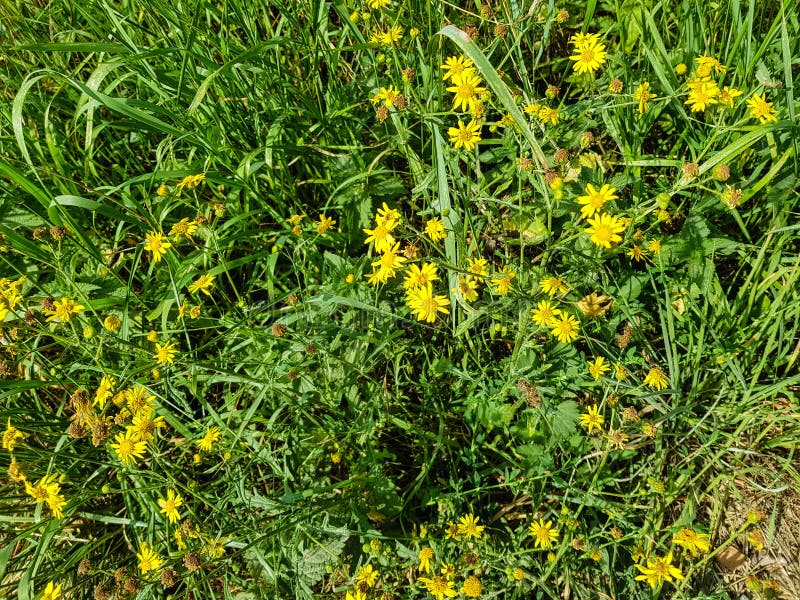 Giftige Senecio-jacobaea royalty-vrije stock fotografie Giftige Senecio-jacobaea royalty-vrije stock fotografie