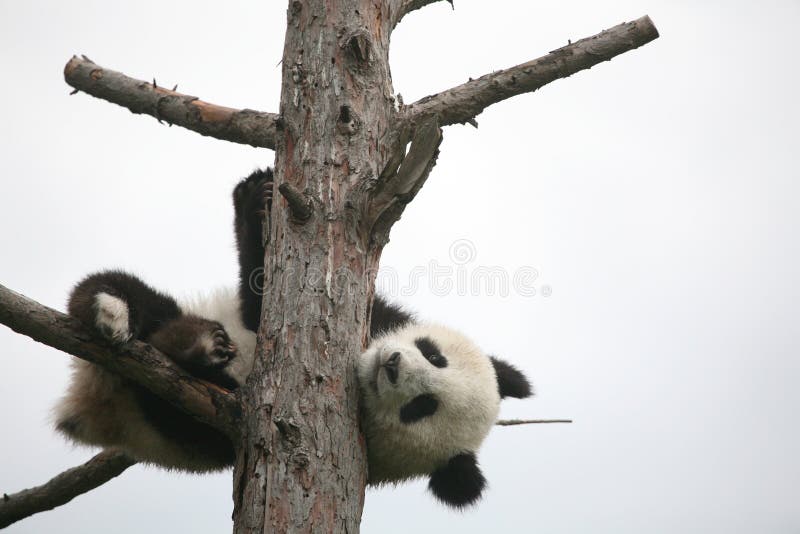 Giant panda cub (Ailuropoda melanoleuca). Giant panda cub (Ailuropoda melanoleuca).