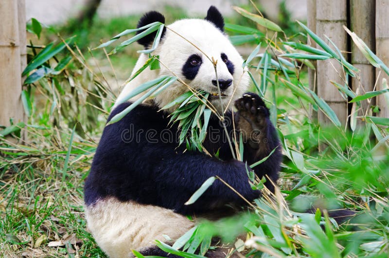 Gigante Panda Eating Bamboo, Chengdu China imagem de stock royalty free Gigante Panda Eating Bamboo, Chengdu China imagem de stock royalty free
