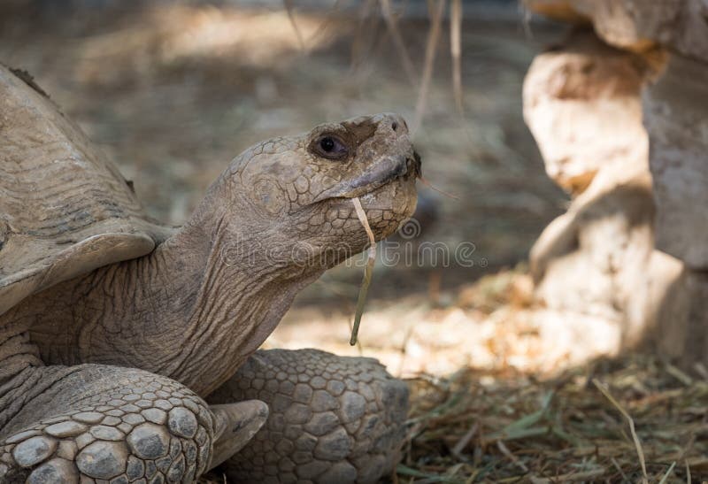 Gigantea de Aldabrachelys de la tortuga gigante de Aldabra en el parque zoológico fotos de archivo libres de regalías Gigantea de Aldabrachelys de la tortuga gigante de Aldabra en el parque zoológico fotos de archivo libres de regalías