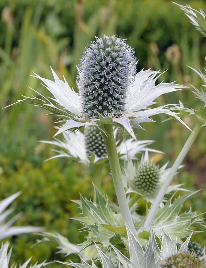 Giganteum Del Eryngium Y X27; Ghost& De Plata X27; /eryngo Alto Imagen de archivo Imagen de