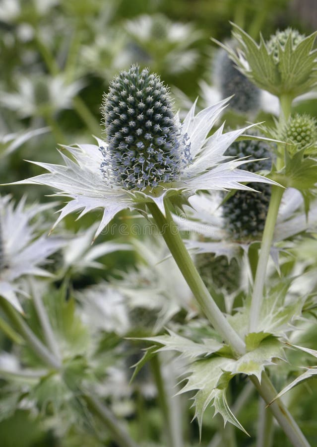 Giganteum del Eryngium foto de archivo. Imagen de grande 100489546