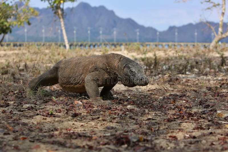 Gigantic Komodo Dragon in the Beautiful Nature Habitat on a Small ... Biology Diagrams