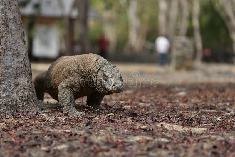Gigantic Komodo Dragon in the Beautiful Nature Habitat on a Small ... Biology Diagrams