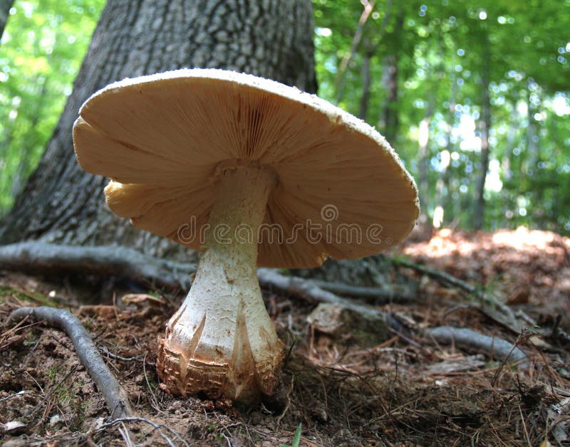 Huge Mushroom growing in dirt in the woods in North Carolina. Huge Mushroom growing in dirt in the woods in North Carolina