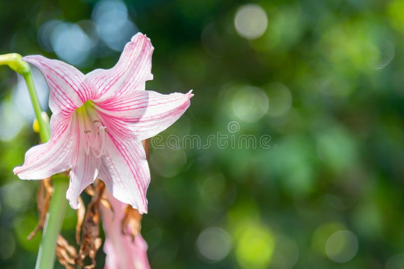 Gigantiska röda och vita gjorde randig Amaryllis Double Hippeastrum arkivbilder Gigantiska röda och vita gjorde randig Amaryllis Double Hippeastrum arkivbilder