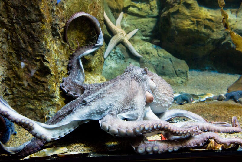 Gigantyczna ośmiornicy ręka - Enteroctopus dofleini obrazy royalty free Gigantyczna ośmiornicy ręka - Enteroctopus dofleini obrazy royalty free