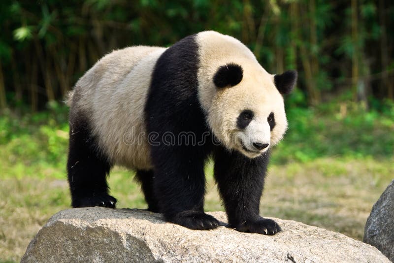 Gigantyczna panda obrazy stock