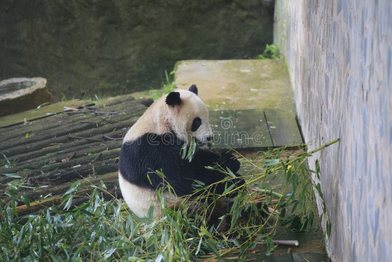 Gigantyczna panda należy jedyni ssaki carnivora niedźwiadkowa rodzina gigantycznej pandy podrodzina i gigantyczna panda, _ obraz royalty free Gigantyczna panda należy jedyni ssaki carnivora niedźwiadkowa rodzina gigantycznej pandy podrodzina i gigantyczna panda, _ obraz royalty free