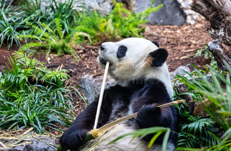 Gigantyczna panda w zoo środowisku obrazy royalty free Gigantyczna panda w zoo środowisku obrazy royalty free
