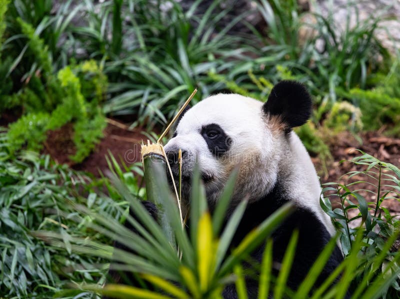 Gigantyczna panda w zoo środowisku obraz royalty free Gigantyczna panda w zoo środowisku obraz royalty free