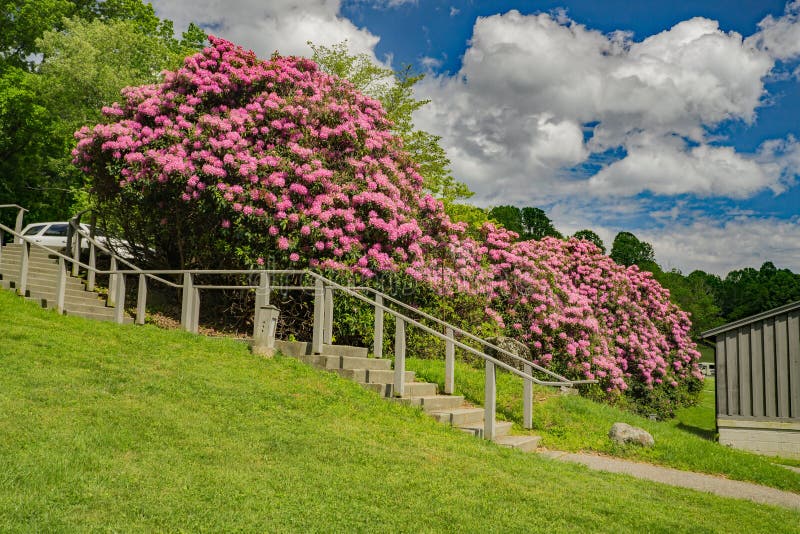 Gigantycznego Catawba Rododendronowy krzak w Pełnym kwiacie zdjęcie royalty free Gigantycznego Catawba Rododendronowy krzak w Pełnym kwiacie zdjęcie royalty free