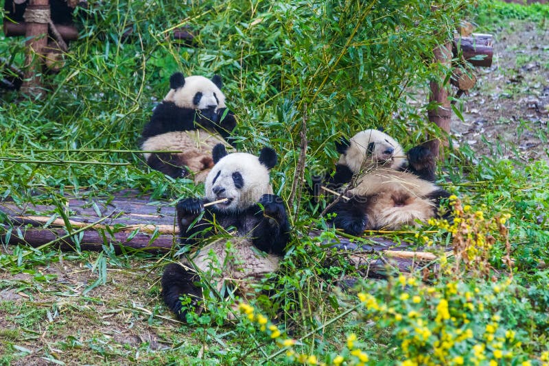 Gigantycznej pandy hodowli badania baza, Chengdu, Chiny obraz stock Gigantycznej pandy hodowli badania baza, Chengdu, Chiny obraz stock