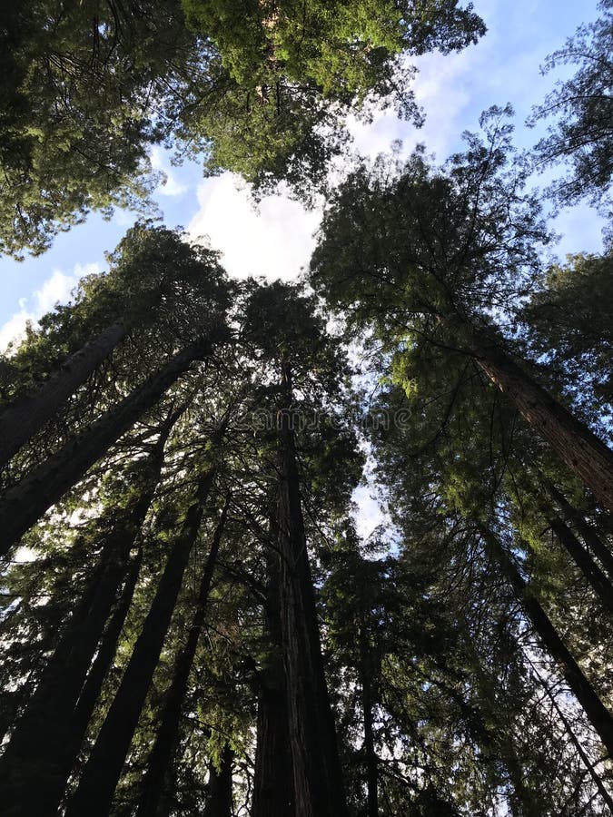 Gigantyczni Redwoods w Muir drewnach, Kalifornia obraz royalty free Gigantyczni Redwoods w Muir drewnach, Kalifornia obraz royalty free